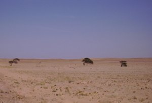 Windgraprägte Saharawüste 130 km von Tarfaya
