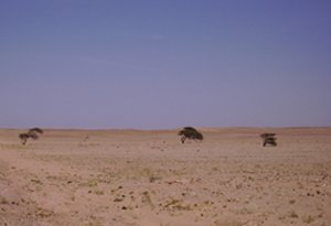 Vegetation sahélienne éparse